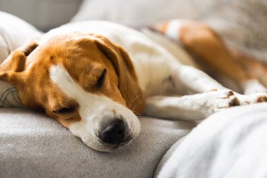 Beagle dog yorgun rahat bir kanepede, kanepede, battaniyede uyur.