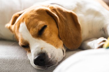 Beagle dog yorgun rahat bir kanepede, kanepede, battaniyede uyur.