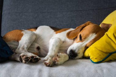 Beagle dog yorgun rahat bir kanepede, kanepede, battaniyede uyur.
