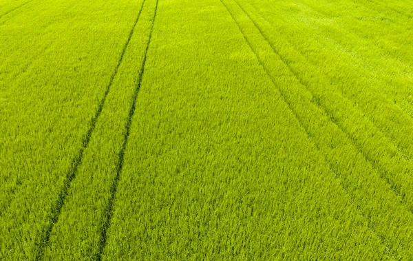 Green Field Rural Area Landscape Agricultural Cereal Fields Aerial View — Stock Photo, Image