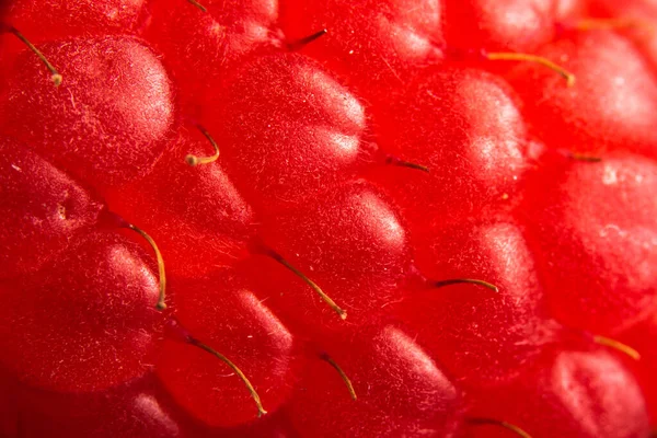 Una Macro Primer Plano Frambuesa Fresca Disparo Detallado —  Fotos de Stock