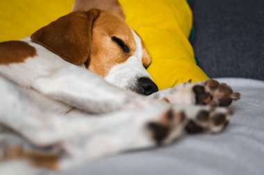 Beagle dog yorgun rahat bir kanepede, kanepede, battaniyede uyur.