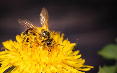 Bal arısı karahindiba çiçeğinden nektar toplayan sarı polenlerle kaplıdır. Çevre ekolojisi sürdürülebilirliği için önemlidir. Kopyalama alanı