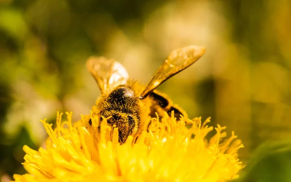 Honingbijen Bedekt Met Gele Stuifmeel Verzamelen Nectar Uit Paardebloem Bloem — Stockfoto