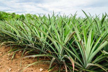 Çiftlik ananas ananas