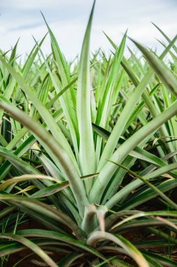 Çiftlik ananas ananas