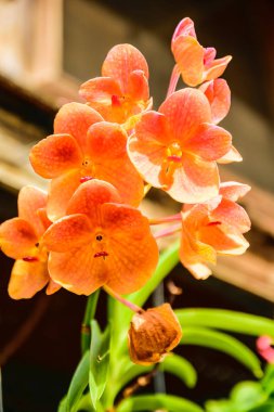 Mor orkideler Petchaburi, güzel Abloom 