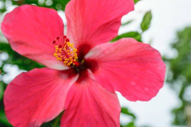 Hibiscus 
