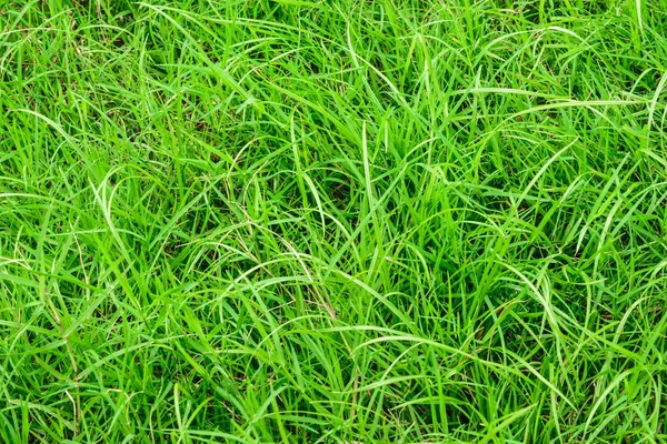 Bakgrund av grönt gräs — Stockfoto
