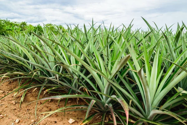 Çiftlik ananas ananas