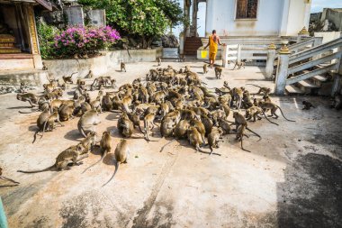 Maymun Khao Chong Krachok Prajuabkirikhan Tayland