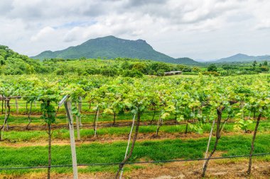 Hua Hin Hill Vinyard prajuabkirikhan