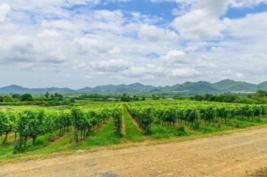 Hua Hin Hill Vinyard prajuabkirikhan