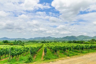 Hua Hin Hill Vinyard prajuabkirikhan