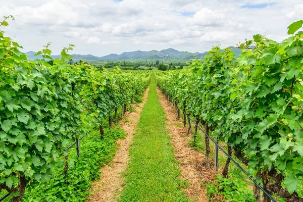 Hua Hin Hill Vinyard a prajuabkirikhan Foto Stock Royalty Free