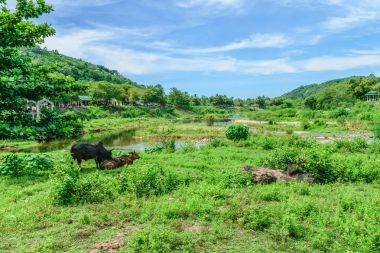 Tayland Nakornsrithammarat keereewong köyünde