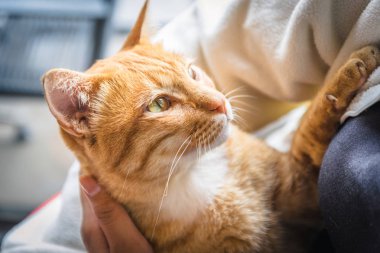 Bir şey mi arıyorsunuz kedi.