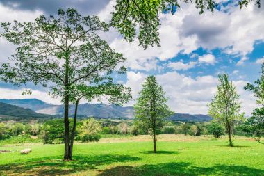 Manzara çayır dağlar