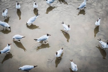 Martı Bangpoo tatil Tayland