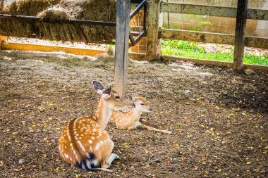 Bonanza Tayland egzotik hayvanat bahçesinde geyik