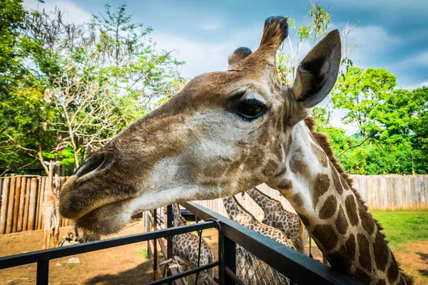 Giraffa allo zoo esotico Bonanza in Thailandia Immagini Stock Royalty Free