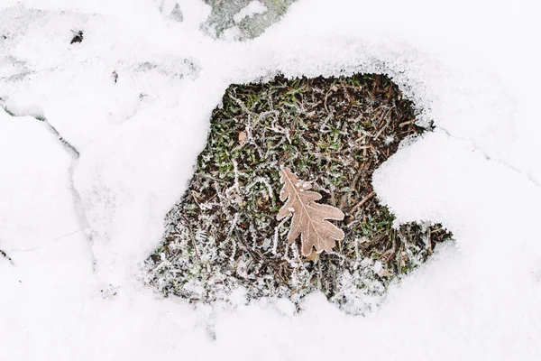 Oak leaf on grass in snow frame, flat lay
