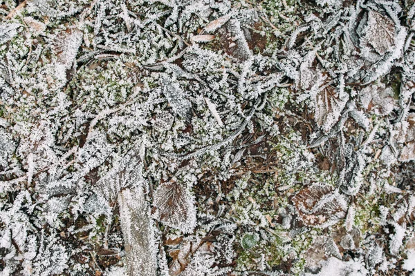 Paus, relva e folhas cobertas de geada — Fotografia de Stock