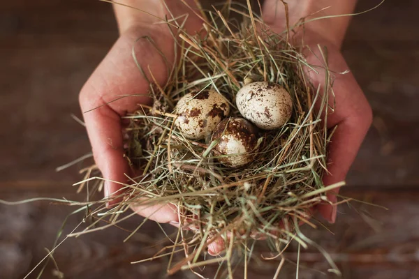 Hände mit Nest- und Wachteleiern flach legen — Stockfoto