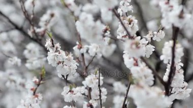 Soğuk bahar kavramı. Çiçekler arka plan kar
