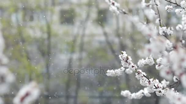 Snowfall in spring blooming fruit garden — Stock Video