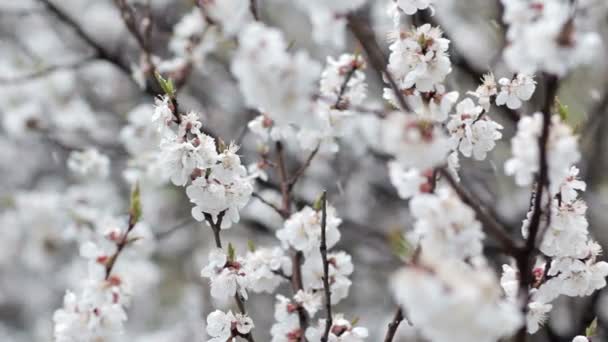 Apricot flowers closeup and snowfall — Stock Video