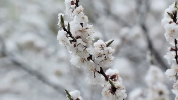 Kwitnący owoce ogrodowe i niezwykłe zimnej pogody. — Wideo stockowe