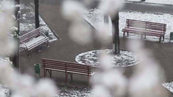 Mal tiempo en el parque de primavera — Vídeo de stock