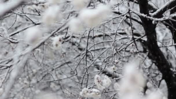 Chute de neige au printemps floraison jardin fruitier 