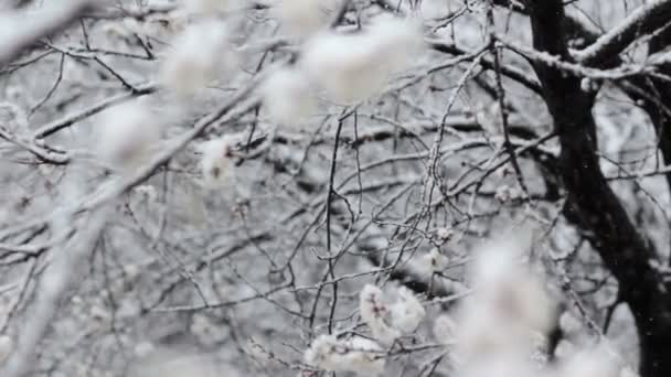 Sneeuwval in voorjaar bloeiende fruit-tuin — Stockvideo