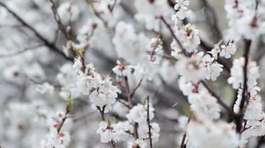 Çiçek açan meyve ağacı ve kar yağışı, Bahar