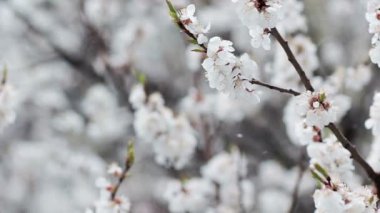 Çiçek bahçesinde kar. Ağır çekim. Boş alan