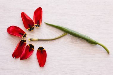 Lale çiçek. Yaratıcı floristics portre