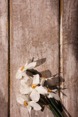 Narcissuses en iyi görünümü. Güzel bahar