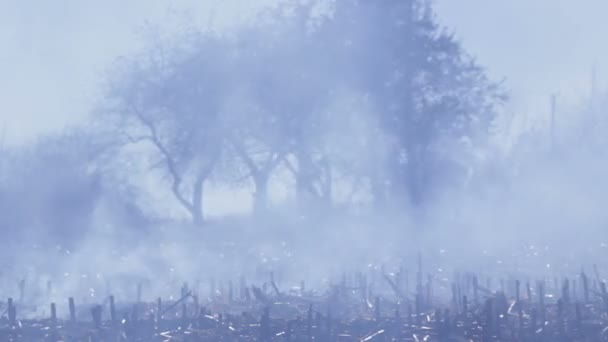 Natureza danos ecológicos destruição ambiental — Vídeo de Stock