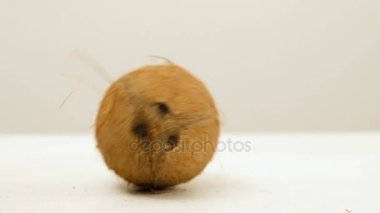 egzotik meyve vegan süt haddeleme Hindistan cevizi