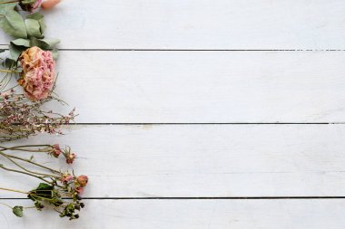 pastel vintage kurutulmuş çiçek dal beyaz arka plan