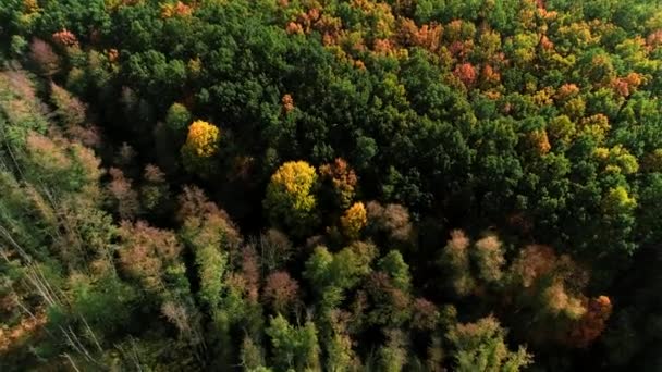 Musim gugur keindahan pohon hutan rawa pemandangan terbang di atas — Stok Video