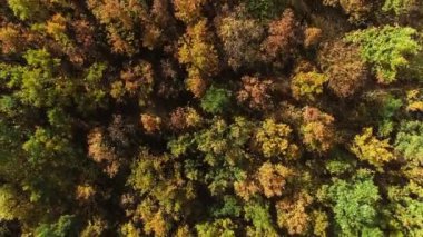 Sonbahar doğası. Orman ağaçları. Manzaralar.