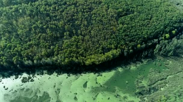 Natuurreservaat drone uitzicht groen bos bomen moeras — Stockvideo