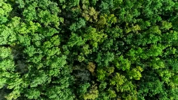 Paisaje forestal sobrevolar árboles naturaleza salvaje paisaje — Vídeo de stock