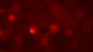 kırmızı şenlikli arka plan bulanık benekler hareketi