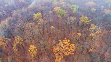 Sonbahar manzarası, hava manzarası orman bataklık ağaçları.