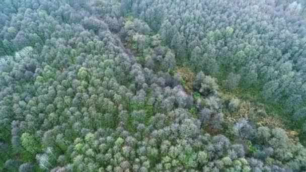 Herfst bos vliegen over naakte bomen kronen landschap — Stockvideo