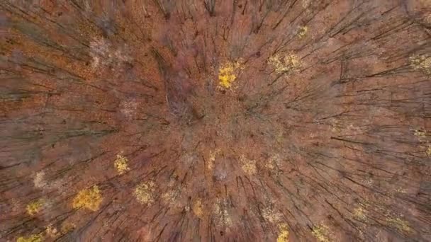 Autumn forest from above naked trees fallen leaves — Stock Video